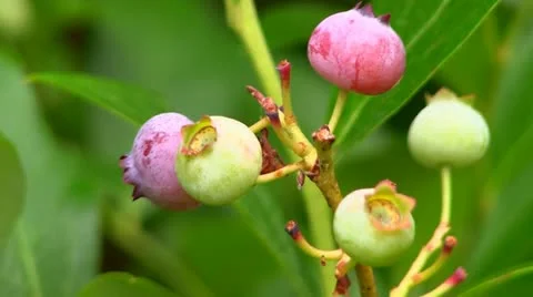 Blueberries on bush; 5 Stock Footage 12211862