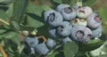 Blueberries on the bush Clip 2 HD Footage