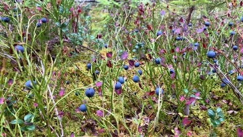 Blueberries on a bush close-up in the forest Stock Footage 260849630