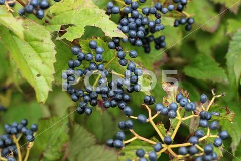 Blueberries on the Bush in Early Autumn Stock Photos