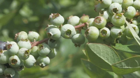 Blueberries on the bush Stock Footage 419137