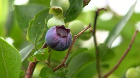 Blueberries on bush Stock Footage 12211703