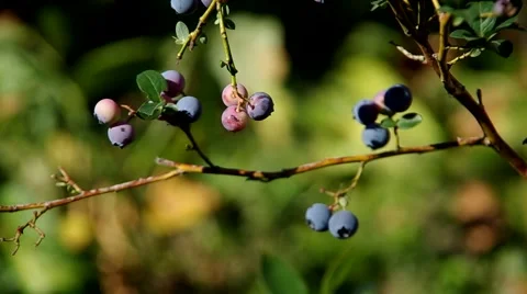 Blueberries on the bush Stock Footage 54358302