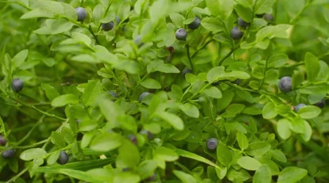 Blueberries on the bush in the forest close-up Видео 43159572