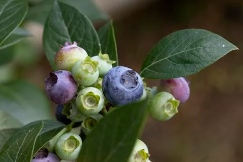 Blueberries on Bush Stock Photos