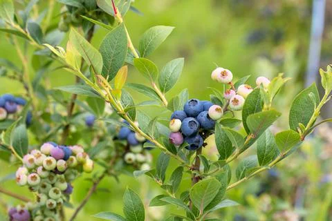 Blueberries on a bush Stock Photos