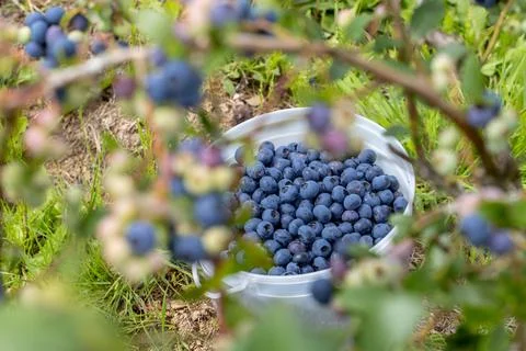 Blueberries on a bush Stock Photos