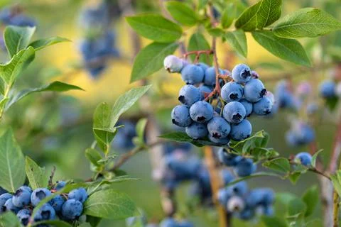 Blueberries on a bush Stock Photos