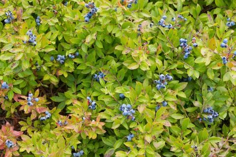 Blueberries on Bushes Stock Photos
