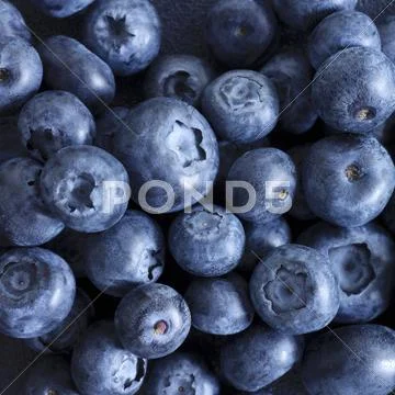 Blueberries (close-up) Stock Photos