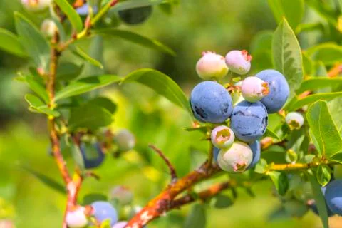 Blueberries close-up Stock Photos