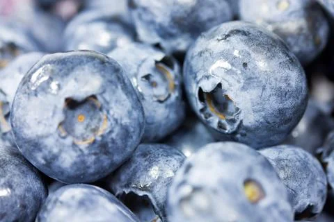 Blueberries close up Stock Photos