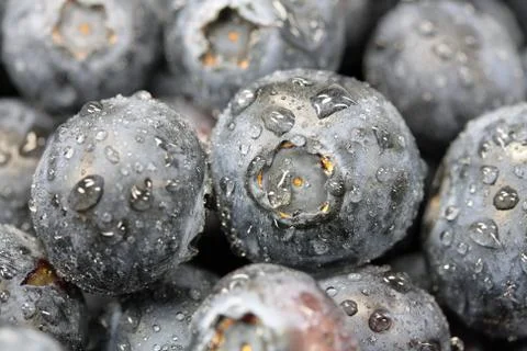 Blueberries close up Stock Photos