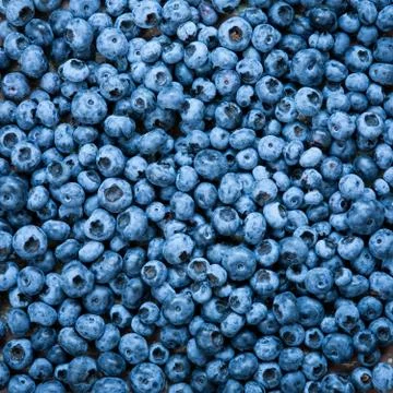 Blueberries close up Stock Photos