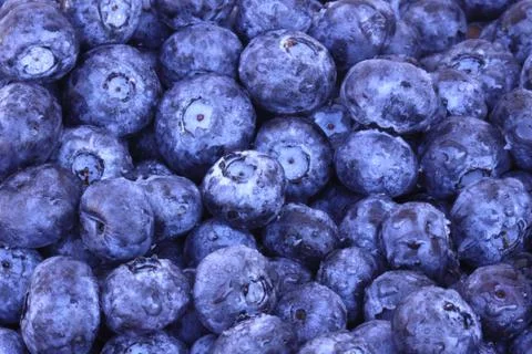 Blueberries close-up Stock Photos