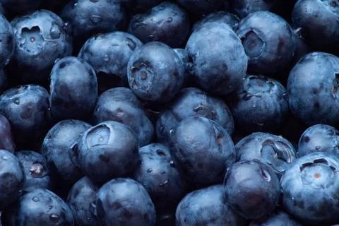 Blueberries Close Up Stock Photos