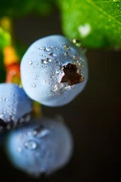 Blueberries close up Stock Photos