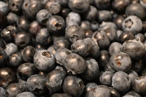 Blueberries close up Stockfoto's