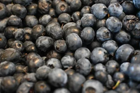 Blueberries in close-up Fotos de archivo