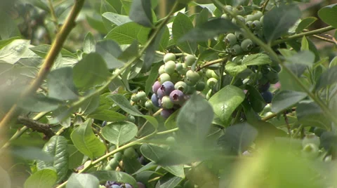 Blueberries from close-up zoom backwards Vídeo Stock 39952991