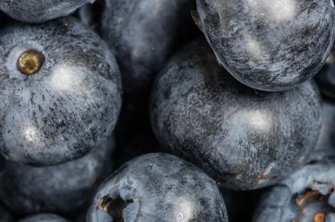 Blueberries closeup macro Stock-Fotos