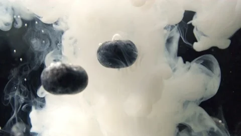 Blueberries fall into the water Video stock 233918723
