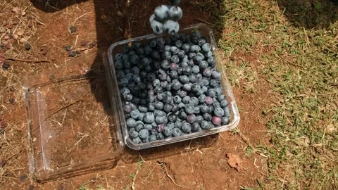 Blueberries falling from above to a container Stock Footage 242831744