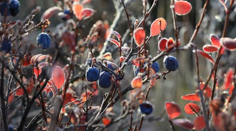 Blueberries Vídeo Stock 30420142