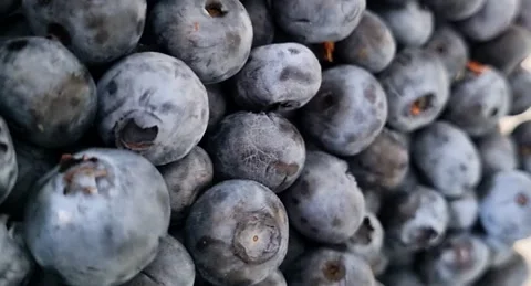 Blueberries Stock Footage 220105774
