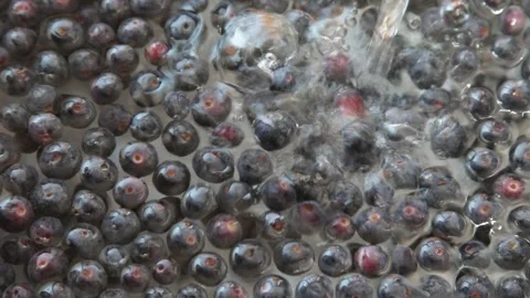 Blueberries Stock Footage 313263555