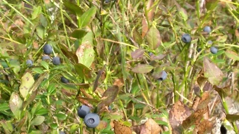 Blueberries in the forest Stock Footage 159418500