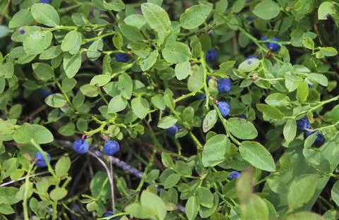 Blueberries in the forest Stock Photos