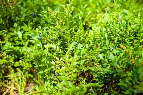 Blueberries in forest Stock Photos