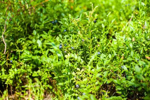Blueberries in forest Stock Photos