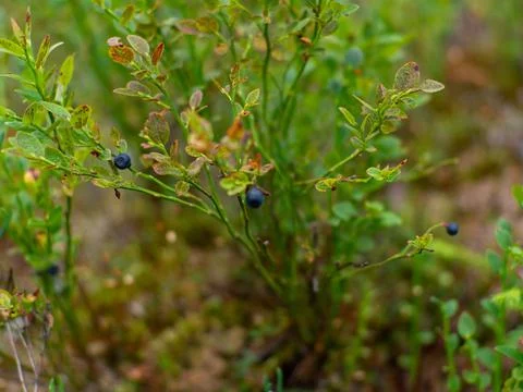 Blueberries in forest Stock Photos