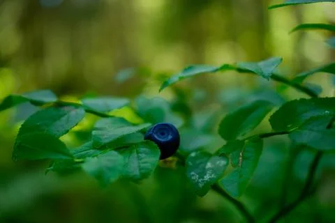 Blueberries in the forest Stock Photos
