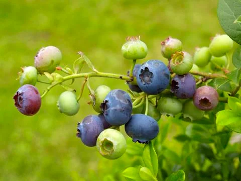 Blueberries fruit Stock Photos