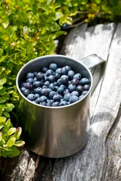 Blueberries full of stainless cup in the forest Stock Photos