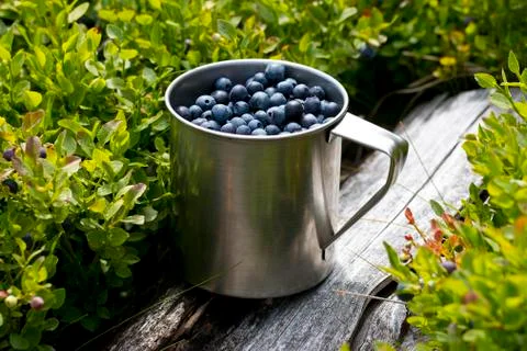 Blueberries full of stainless cup in the forest Stock Photos