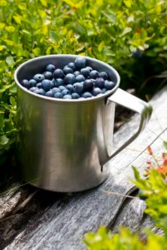 Blueberries full of stainless cup in the forest Stock Photos