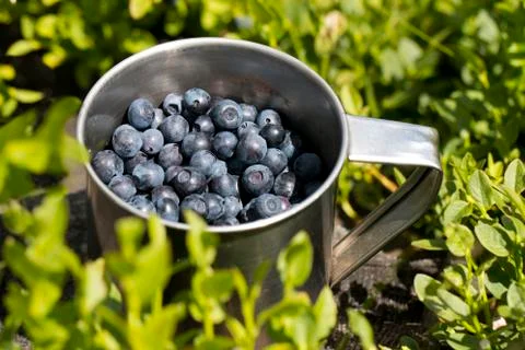 Blueberries full of stainless cup in the forest Stock Photos