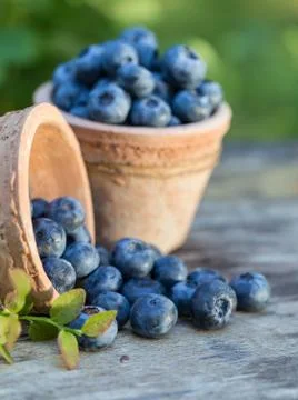 Blueberries in garden Stock Photos