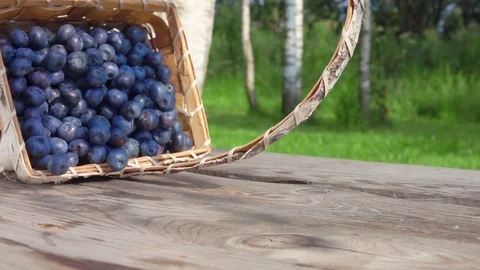 Blueberries get enough sleep from a basket Stock Footage 114500459