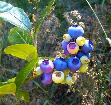 Blueberries Growing On The Bush Stock Photos