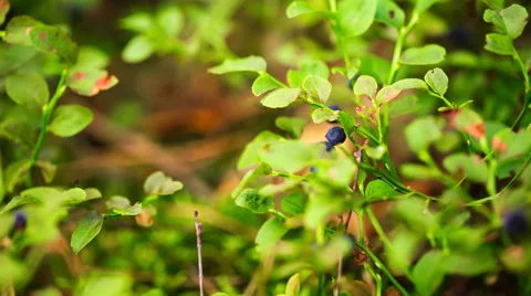Blueberries growing in forest Stock Footage 58669638