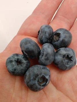 Blueberries in hand Stock Photos