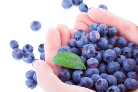 Blueberries in a hands Stock Photos