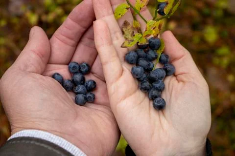 Blueberries in the hands. Stock Photos