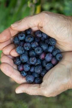 Blueberries in Hands Stock Photos