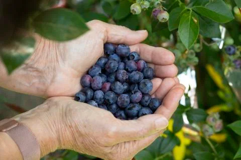 Blueberries in Hands Stock Photos